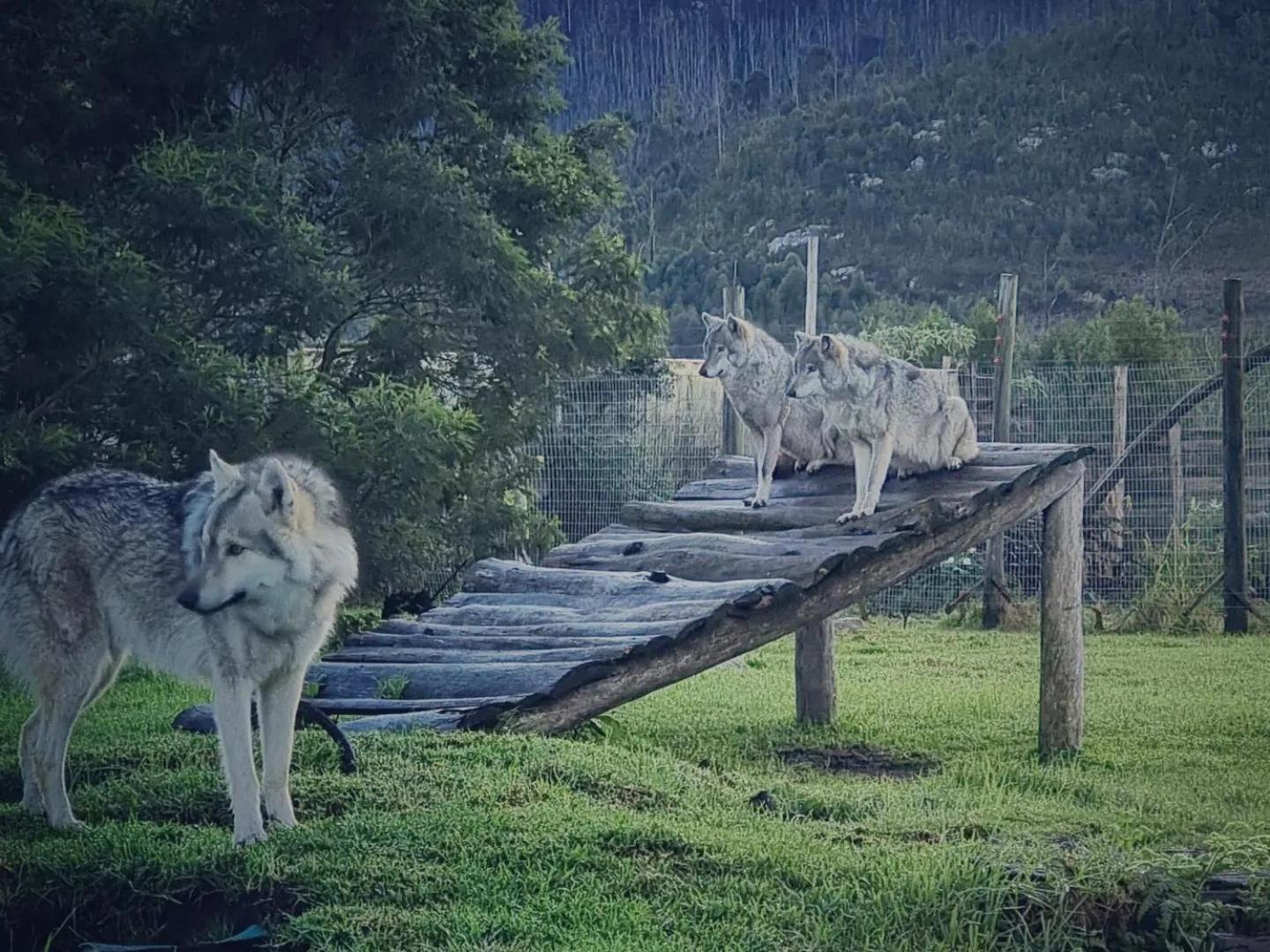 Tsitsikamma Wolf Sanctuary Eco Cabins & Teepees Stormsrivier Exterior photo